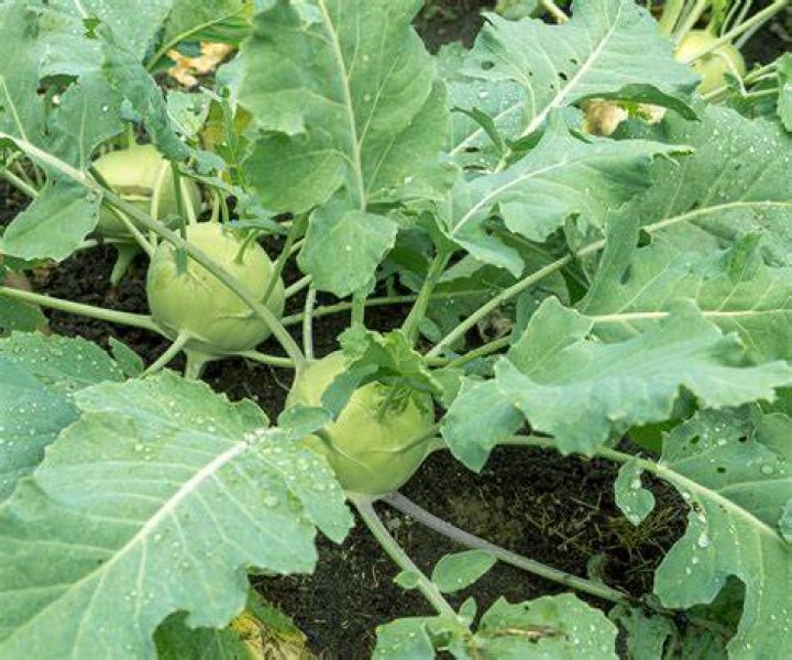 Can you harvest kohlrabi leaves?