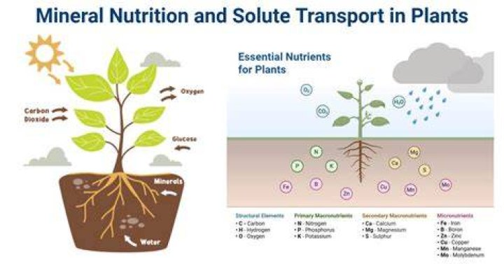 Do plant cells need minerals from soil?