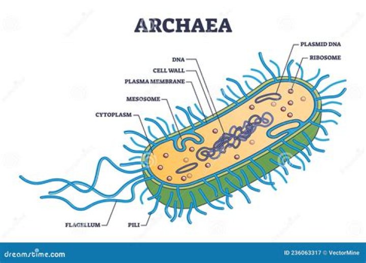 Does archaea have cell wall?