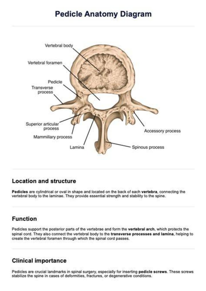 What does pedicle mean?