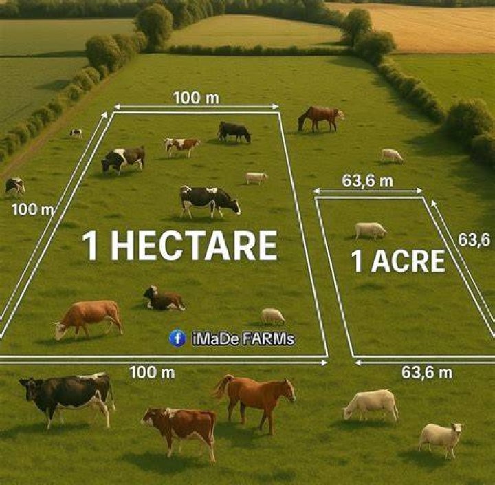 What is the size of 1 hectare of land?